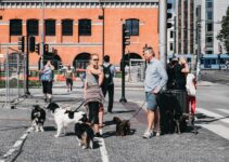 How to Travel With Your Pet Without Stress on Planes and in Cars How to Travel With Your Pet Without Stress on Planes and in Cars