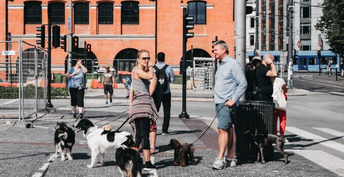Photo Travel with pet