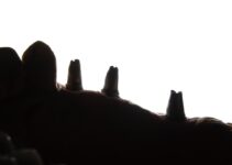 How to Trim Dog Nails Without Hurting Them