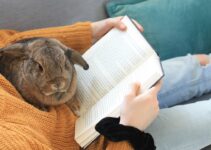 How to Set Up a Cozy and Stimulating Environment for a Pet Rabbit