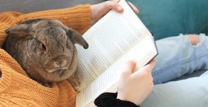 Photo Pet Rabbit