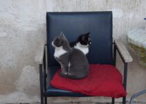 How to Understand Cat Body Language and What Your Cat Is Trying to Tell You
