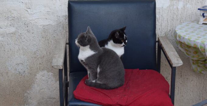 Photo Cat Body Language