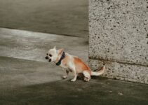 How to Teach Your Dog Advanced Tricks Beyond the Basic Commands