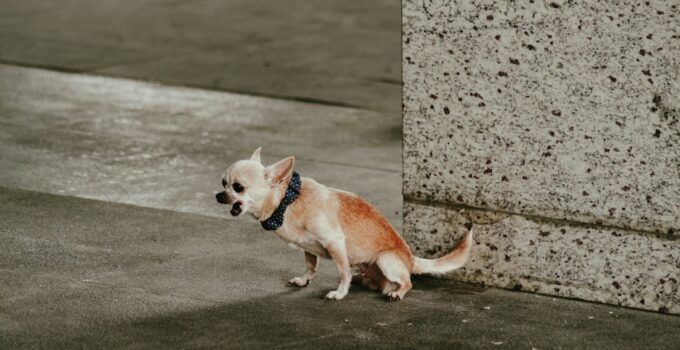 Photo Teach Dog Advanced Tricks