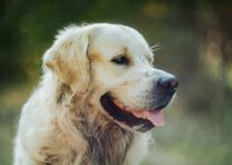 How to Recognize and Treat Common Health Problems in Dogs at Home How to Recognize and Treat Common Health Problems in Dogs at Home