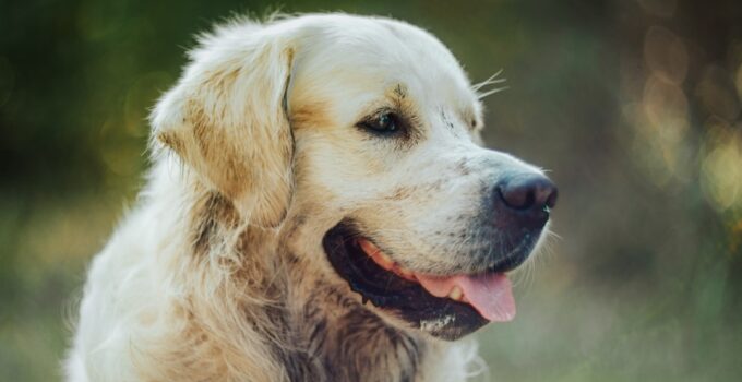 Photo Recognize and Treat Common Health Problems in Dogs