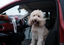 How to Keep Your Pet Safe During Summer Heat and Prevent Heatstroke