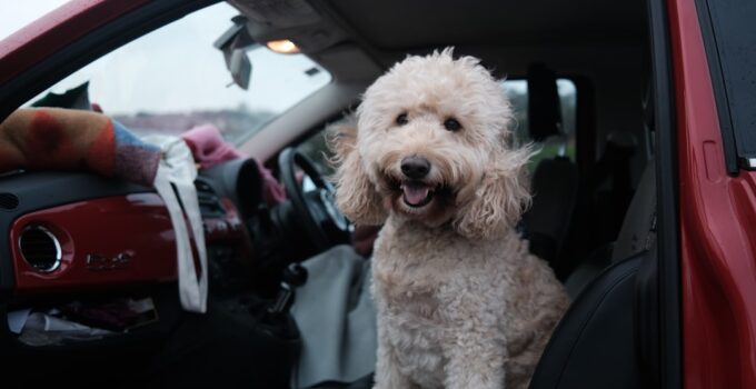 Photo Pet Safety