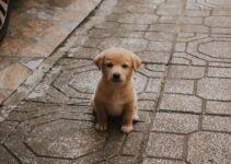 How to Train a Puppy to Pee Outside