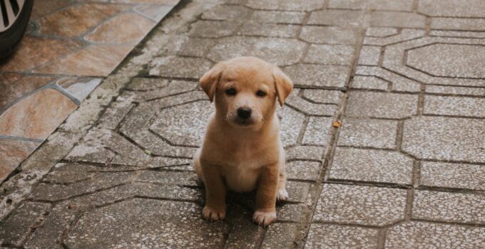 Photo Train Puppy Pee Outside