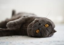 How to Remove Pet Odor From Carpet How to Remove Pet Odor From Carpet