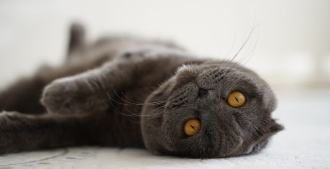 Photo Remove Pet Odor From Carpet
