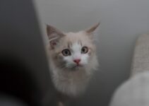 How to Introduce a New Cat to Your Home