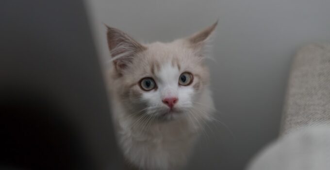 Photo Introduce a New Cat