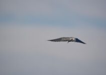 Seamlessly Migrate Between Cloud Services: 49 Tips