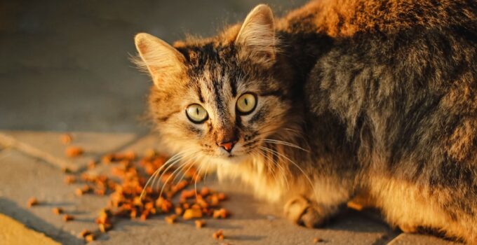 Photo Nutritional Needs of Cats