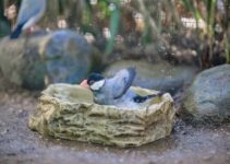 How to Keep Your Bird Happy, Healthy, and Mentally Stimulated How to Keep Your Bird Happy, Healthy, and Mentally Stimulated