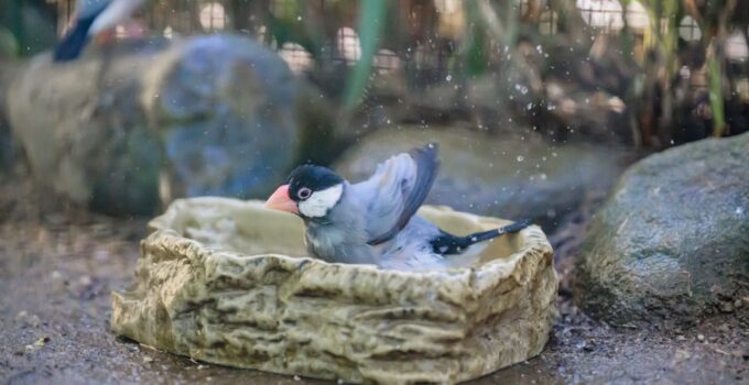 Photo Bird Care