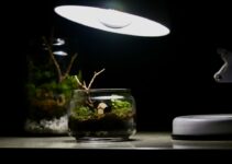 How to Set Up a Safe and Enriching Terrarium for Reptile Pets