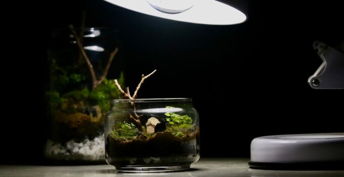 Photo Terrarium