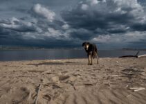 How to Help Your Dog With Fear of Thunderstorms and Fireworks