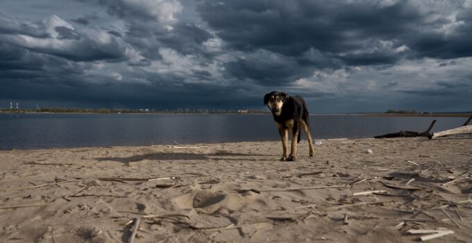 Photo Dog Fear Thunderstorms Fireworks