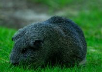How to Care for a Guinea Pig and Meet All Its Physical and Social Needs