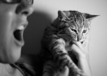 How to Recognize When Your Cat Is Stressed and How to Help It Relax