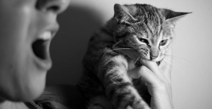 Photo Cat Stress
