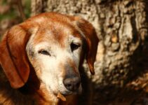 How to Care for an Elderly Dog and Improve Their Quality of Life How to Care for an Elderly Dog and Improve Their Quality of Life