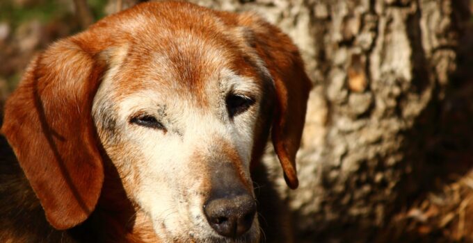 Photo Elderly Dog Care