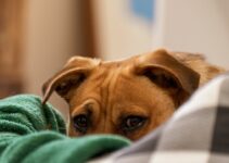 How to Help a Fearful or Anxious Dog Build Confidence Slowly How to Help a Fearful or Anxious Dog Build Confidence Slowly