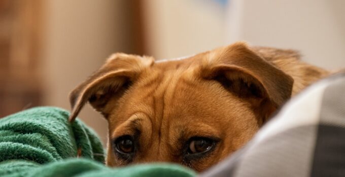 Photo Anxious Dog