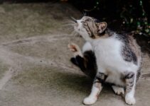 How to Prevent and Treat Fleas and Ticks on Dogs and Cats Naturally