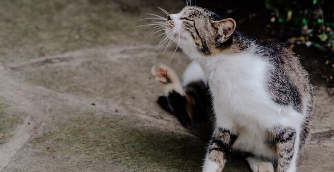 Photo Fleas and Ticks on Dogs and Cats