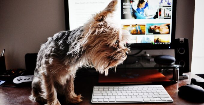 Photo Monitor Pets Weight