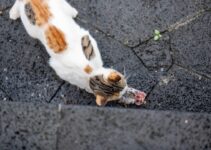 How to Understand Why Cats Bring Home Dead Animals as Gifts