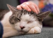 How to Care for a Senior Cat and Help It Age With Dignity and Comfort How to Care for a Senior Cat and Help It Age With Dignity and Comfort