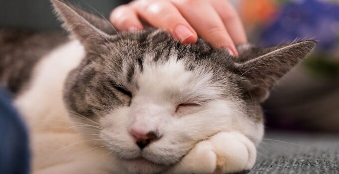 Photo Senior Cat Care