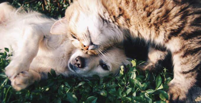 Photo Introduce a Dog and Cat