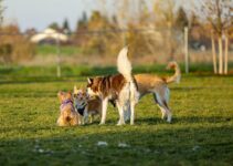 How to Help Your Dog Socialize With Other Dogs and People Confidently How to Help Your Dog Socialize With Other Dogs and People Confidently