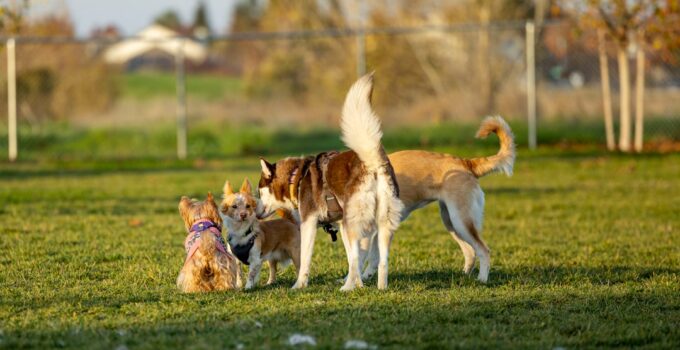 Photo Dog Socialization