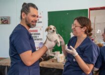 How to Create a Low-Stress Vet Visit Experience for Your Pet