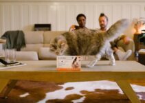 How to Build a First Aid Kit for Your Pet and Use It in Emergencies