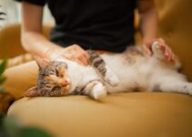 How to Help Your Cat Adjust to a New Home Without Hiding for Days