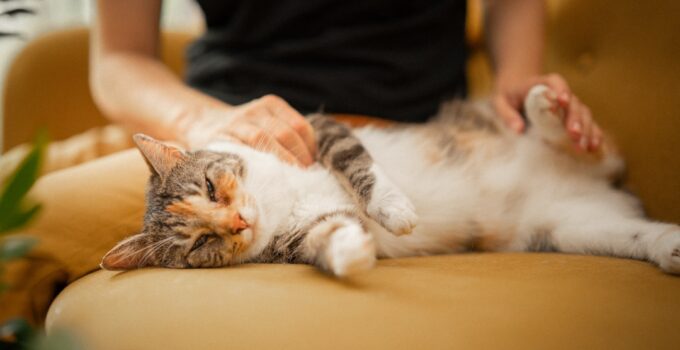 Photo Cat Adjustment