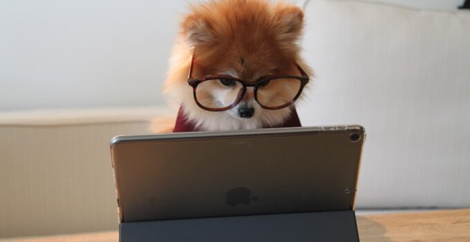 Photo Dog Training