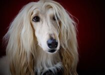 How to Understand the Difference Between Dog Breeds and Choose Wisely How to Understand the Difference Between Dog Breeds and Choose Wisely