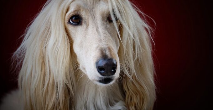 Photo Dog Breeds
